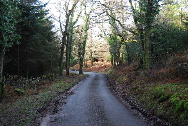Stouts Way Lane descends through Slowley Wood