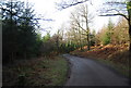 Stouts Way Lane descends through Slowley Wood