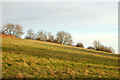 Evening sun on a hillside south of Staverton