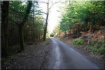 SS9937 : Stouts Way Lane descends through Slowley Wood by N Chadwick