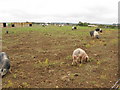 Free range pigs on The Old Downs, East Studdal