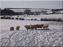 NY9362 : Sheep beside Causey Hill Road by Oliver Dixon