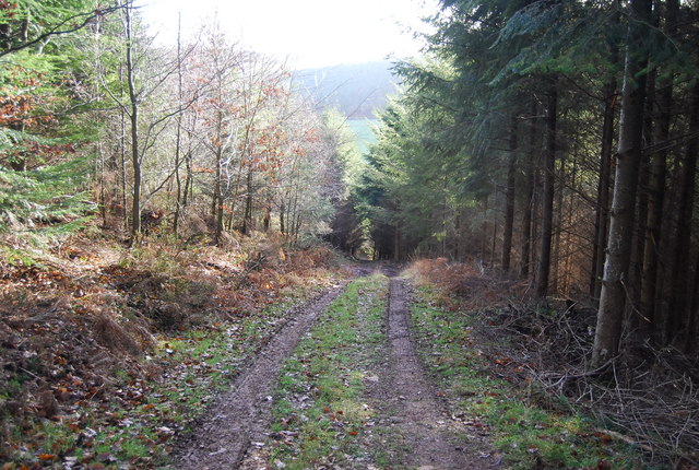 Footpath descends through Druid's Combe Wood