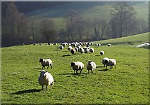 ST7993 : Sheep near Ozleworth by Derek Harper