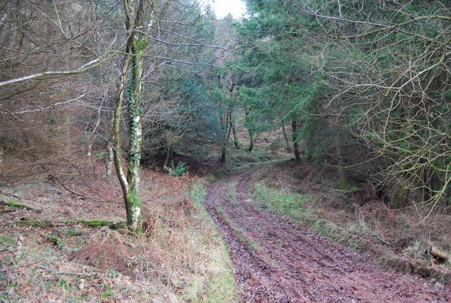 Track up through Monkham Wood
