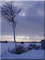 Tree beside railway line.