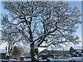 Sycamore in the snow