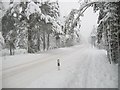 Road to Glenmore, Inverdruie