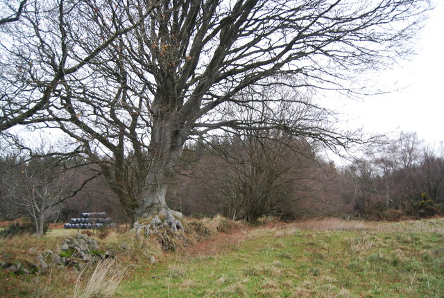 Large oak tree by the bridleway