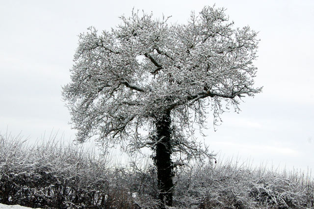 Snow-covered tree beside the A426 near Broadwell