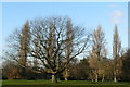 Parkland in Beddington Park, Surrey