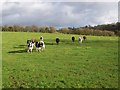 Cattle, Whittonditch