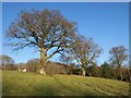 Oaks in Ozleworth Bottom