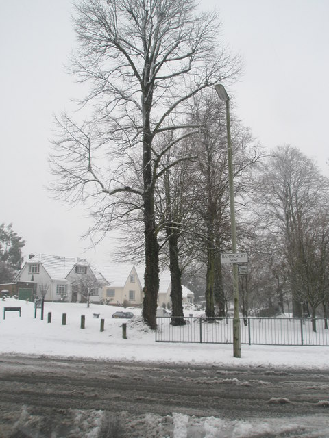 Winter trees in Barncroft Way