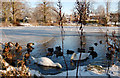 An unfrozen corner of Long Itchington village pond