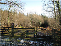 SX8684 : Track into forestry with motorcycle barrier, Great Haldon by Robin Stott