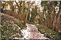 Footpath through the wood above Cwm Col-huw