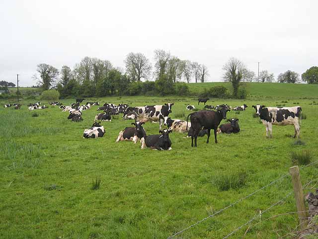 Black and white cows at Knocknacarrow