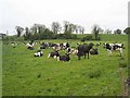 G8802 : Black and white cows at Knocknacarrow by Oliver Dixon