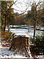 Bournemouth Gardens: a snow-topped tree stump