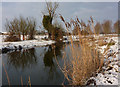 Reeds and trees by the river Gipping