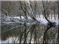 Riverbank trees reflected