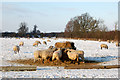 Sheep feeding in the snow, Calcutt