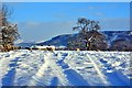 Field in Snow, East Harlsey