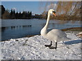 Resident of Roath Park