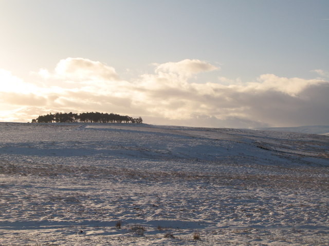 A snow covered Haggerstone Moss and the plantation on Green Hill