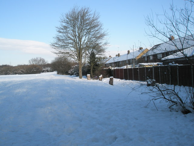 A snowy Bushy Lease (4)