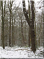 Winter in Elmstead Woods (1)