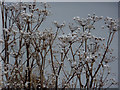 Seed heads with snow