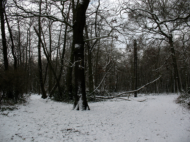 Winter in Elmstead Woods (5)