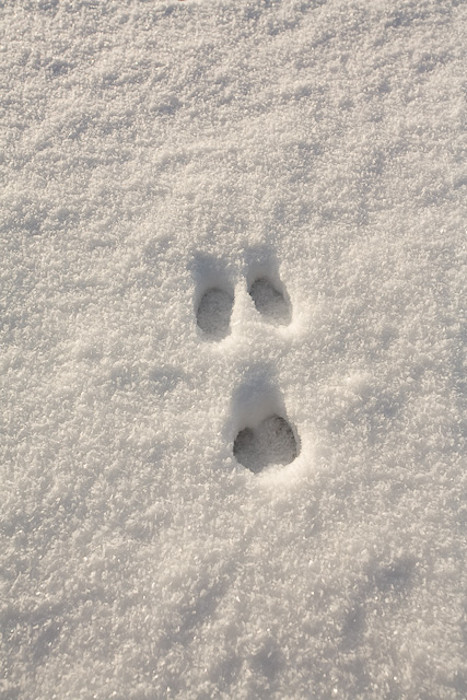 Rabbit footprint in fine powdery snow © Peter Facey :: Geograph Britain