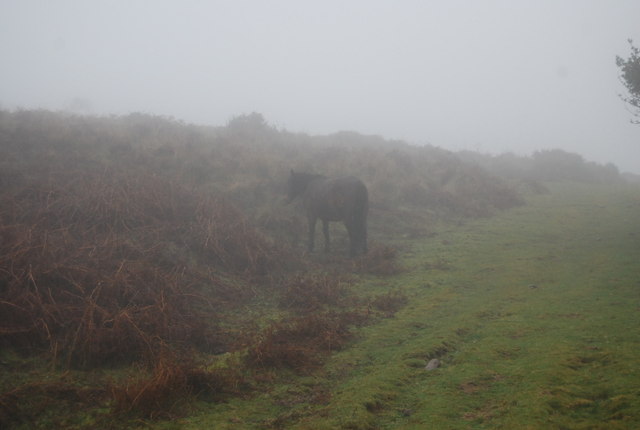 Pony in the mist