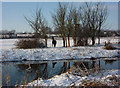 Looking across the River Gipping