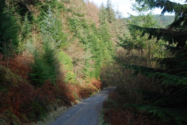 Forestry road, slopes of Taren yr Allt