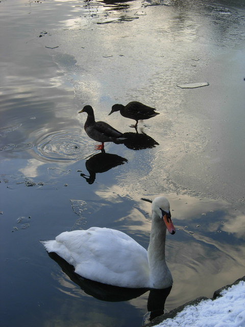 Swan and ice in the Regent's Canal