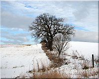TG2404 : A wintry field boundary by Evelyn Simak