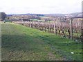 Footpath through a vineyard