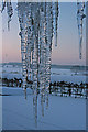 Old Aylesfield icicles