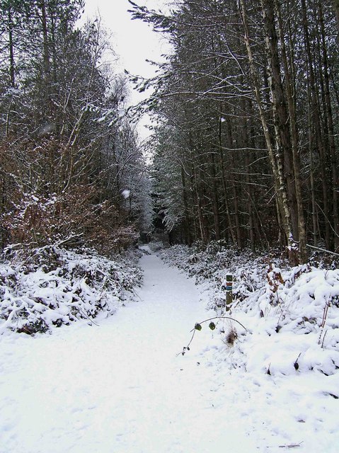 Wyre Forest - a snow covered footpath