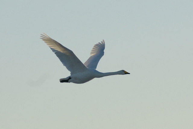 Whooper Swan (Cygnus cygnus), Easter Loch, Uyeasound