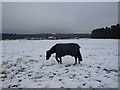 Snowy horse fields