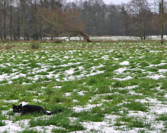Black cat in snowy marsh pasture east of Willow Farmhouse