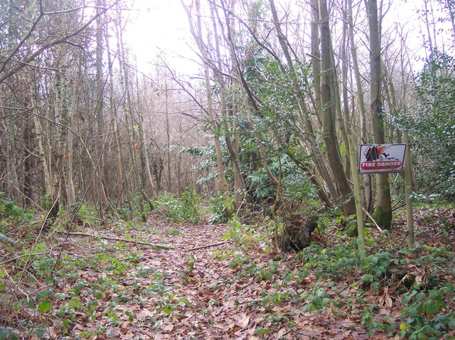 Track in Toll Wood
