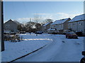 Winter trees in Eversley Crescent