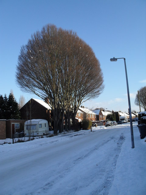 Winter trees in High Lawn Way