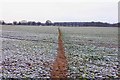 Footpath across the field